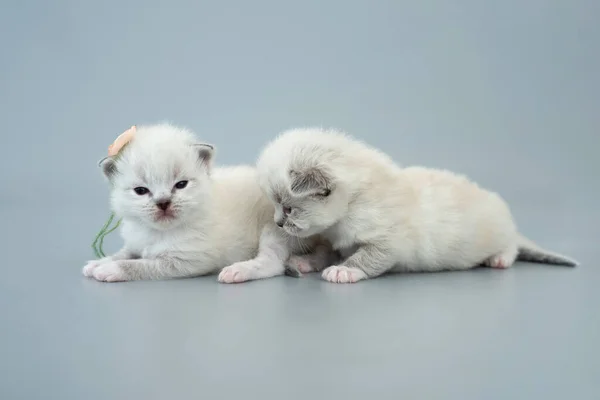 Ragdoll kittens isolated on light blue background — Stock Photo, Image