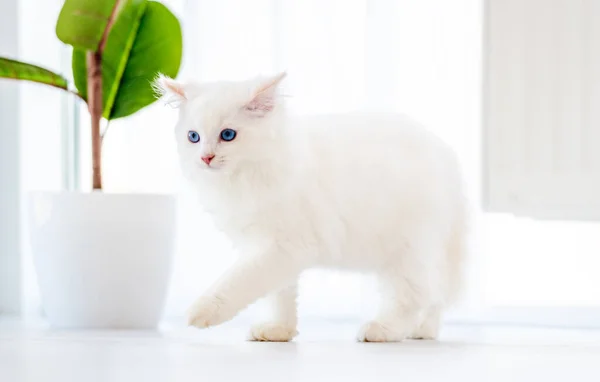 Ragdoll kočka ve světlé místnosti — Stock fotografie