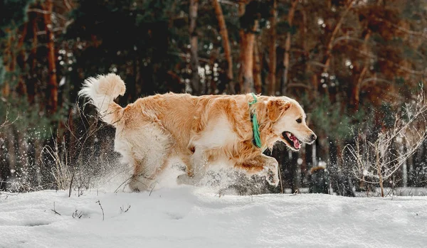 Pies golden retriever w okresie zimowym — Zdjęcie stockowe