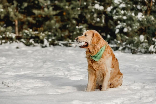 Golden retriever perro en invierno —  Fotos de Stock