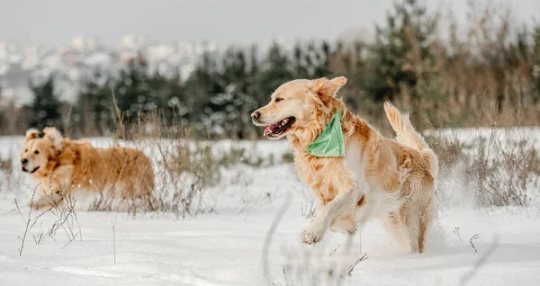 Cani golden retriever in inverno — Foto Stock