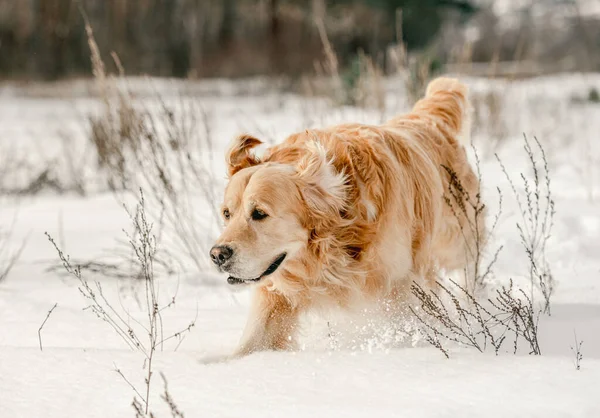 Cane golden retriever in inverno — Foto Stock