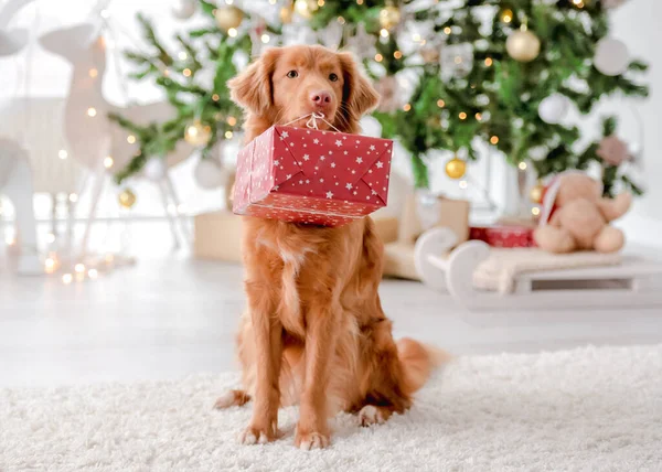 Toller retriever в Рождество — стоковое фото