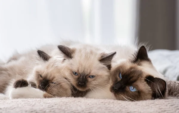 Ragdoll katt med kattungar i sängen — Stockfoto