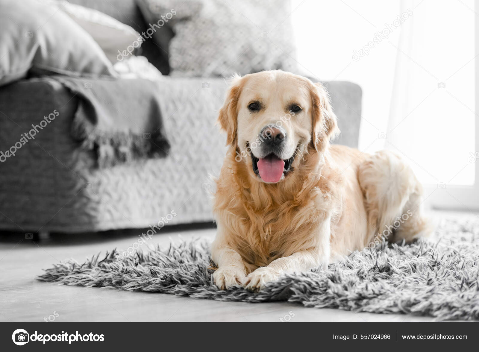 Golden Retriever Hund zu Hause - Stockfotografie: lizenzfreie Fotos ©  tan4ikk 557024966 | Depositphotos