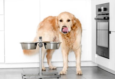 Golden retriever köpeği evde.
