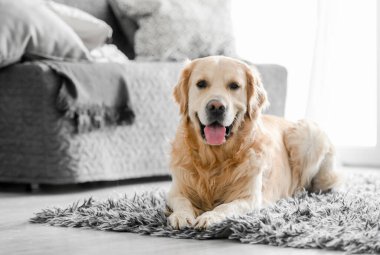 Golden retriever köpeği evde.