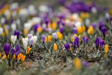 İlkbaharda kır çiçekleri