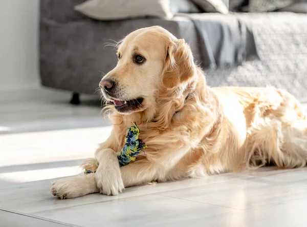 ゴールデンレトリバー犬-ホーム — ストック写真