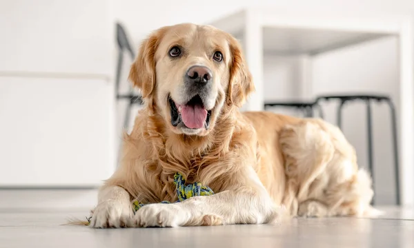 Golden retriever kutya otthon — Stock Fotó