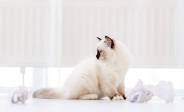 Aydınlık odada oyuncak kedi