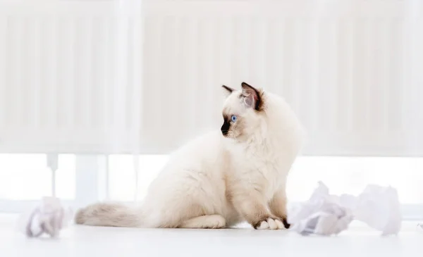 전등 방에 있는 래그돌 고양이 — 스톡 사진