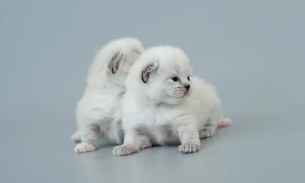 Yavru kedi yavruları açık mavi arkaplanda izole edilmiş. — Stok fotoğraf