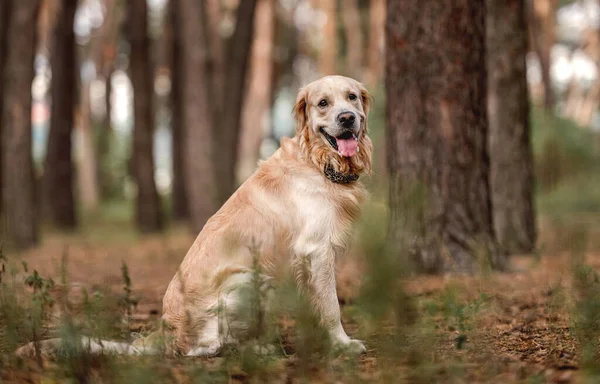 Perro perdiguero de oro en el bosque — Foto de Stock