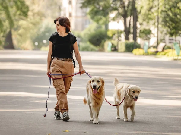 Flicka med golden retriever hundar — Stockfoto