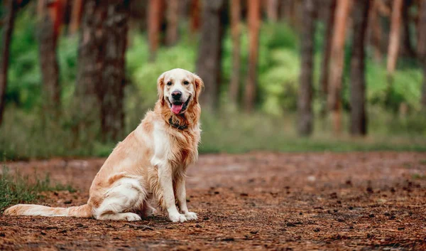 Золотой ретривер собака в лесу — стоковое фото