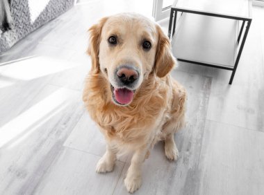 Golden retriever köpeği yerde yatıyor.