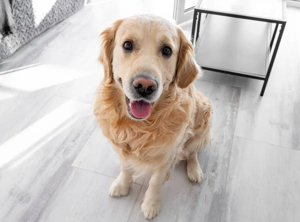 Golden retriever hond ligt op de vloer — Stockfoto