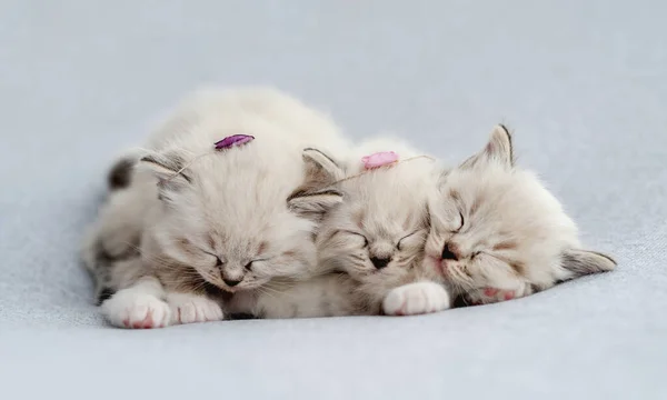 Ragdoll kitten photos newborn style — Stock Photo, Image