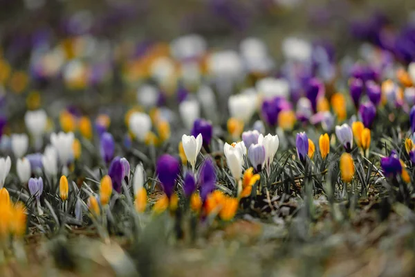 Crocus virágok tavasszal — Stock Fotó