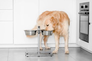 Golden retriever köpeği evde.