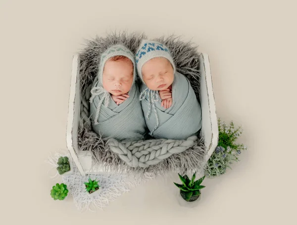 Twins newborn studio portrait — Stock Photo, Image