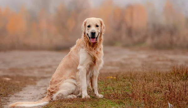 Pies golden retriever w jesiennym lesie — Zdjęcie stockowe