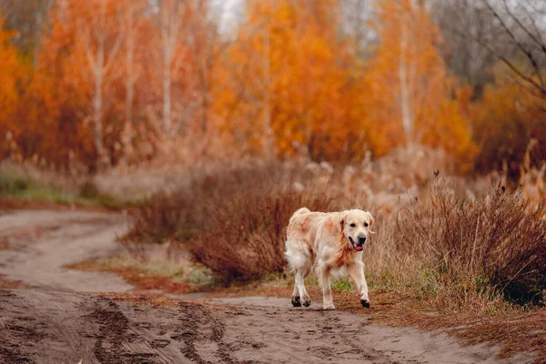 Golden retriever σκυλί στο δάσος φθινόπωρο — Φωτογραφία Αρχείου