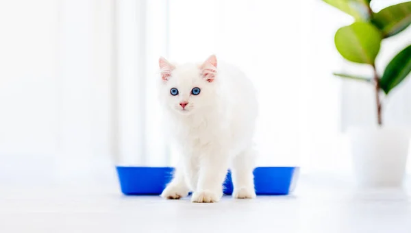 Ragdoll kočka ve světlé místnosti — Stock fotografie