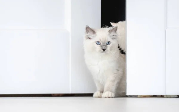 ラグドール猫-光の部屋 — ストック写真