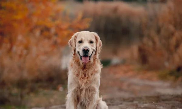 Perro recuperador de oro en el bosque de otoño — Foto de Stock
