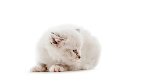 Ragdoll cat kitten isolated on white background — Stock Photo, Image