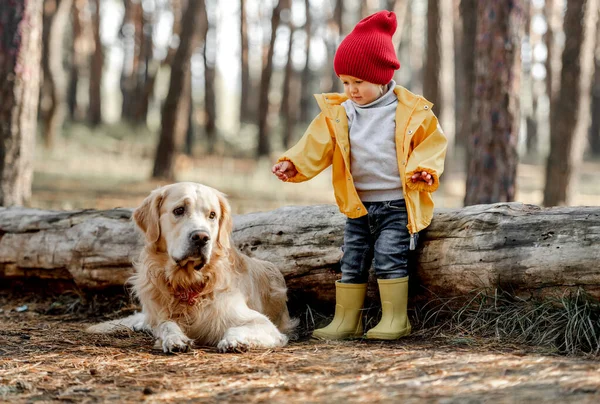 Ormanda Golden Retriever köpeği olan küçük bir kız — Stok fotoğraf