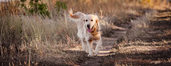 Golden retriever cão no parque de outono — Fotografia de Stock