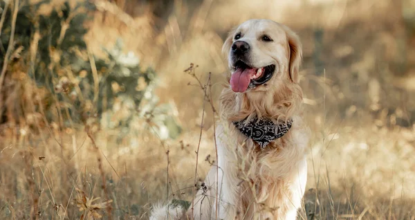 Perro golden retriever en el parque de otoño — Foto de Stock