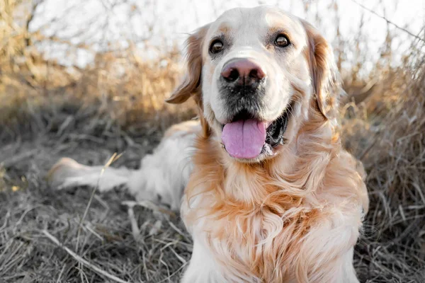 Golden retriever dog outdoors — Stock Photo, Image