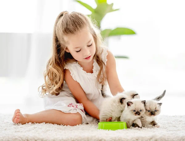 Girl with ragdoll kittens — Stock Photo, Image