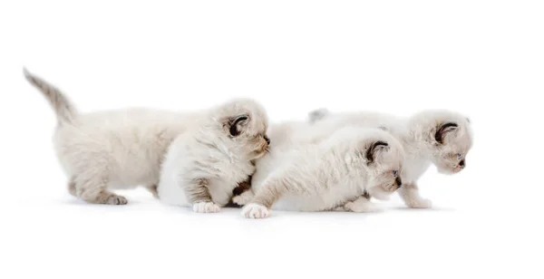 Gatinhos Ragdoll isolados em fundo branco — Fotografia de Stock