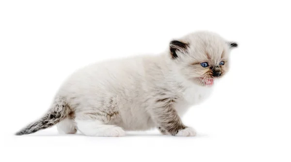 白い背景に隔離されたラグドール子猫 — ストック写真