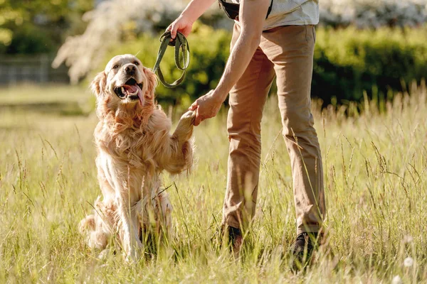 Människan vandrar gyllene retriever i naturen — Stockfoto