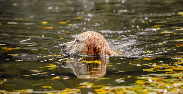 Golden Retriever Hondenjager Jaagt Vijver Het Najaarspark Nat Schattig Huisdier — Stockfoto