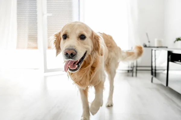 Golden Retriever Hond Die Thuis Naar Camera Kijkt Schattig Raszuiver — Stockfoto