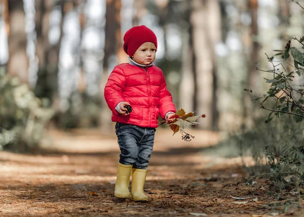 Roztomilé Dívčí Dítě Lese Podzim Drží Hnds Listy Kytice Borovice — Stock fotografie