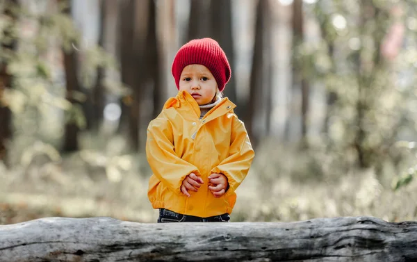 Kleines Mädchen Das Herbst Wald Spazieren Geht Und Neben Baumstämmen — Stockfoto