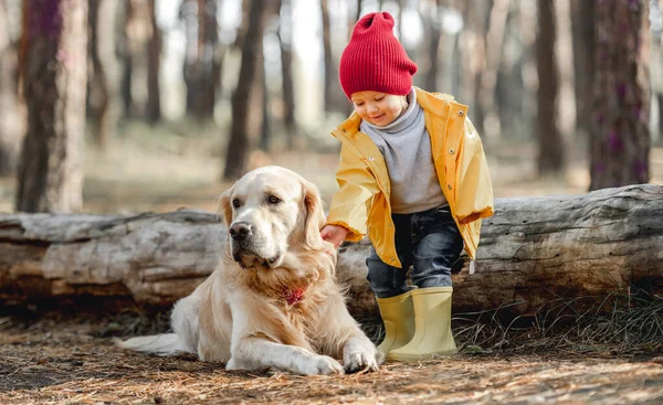 Little Girl Child Toching Fur Golden Retriever Dog Autumn Forest — Stock Photo, Image