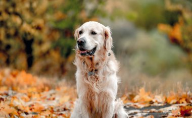 Sonbahar parkında sarı yaprakların üzerinde oturan Golden Retriever köpeği. Açık havada sevimli safkan köpek yavrusu.