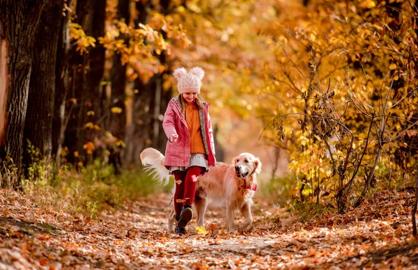 Preteen Girl Kid Golden Retriever Dog Autumn Park Trees Yellow — стоковое фото