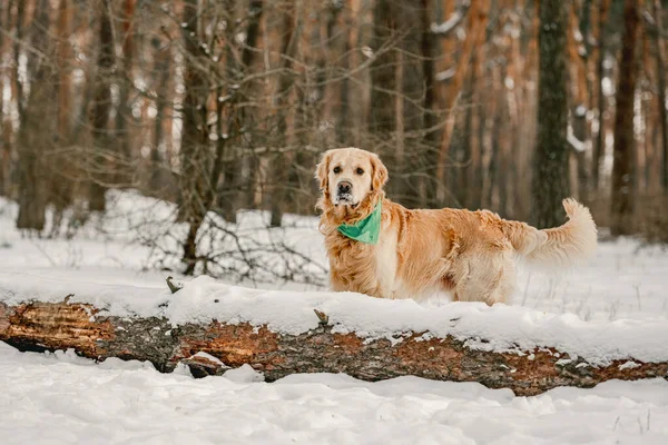 Cane Golden Retriever Piedi Inverno Sulla Neve Vicino Tronco Adorabile — Foto Stock