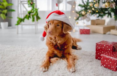 Noel zamanı Noel Baba şapkası takan Toller Retriever köpeği yeni yıl dekorasyonu, ışıkları ve hediyeleriyle rahat bir evde yerde yatıyor. Köpek yavrusu ve sihirli Xmas atmosferi