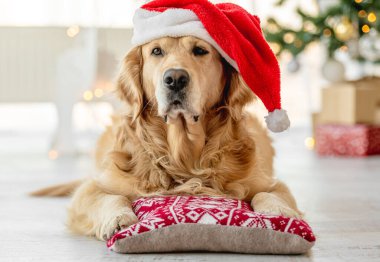 Golden Retriever köpeği, Noel Baba şapkası takıp Noel Baba 'nın yakın plan portresine bakıyor. Yılbaşı tatilinde safkan köpek yavrusu.